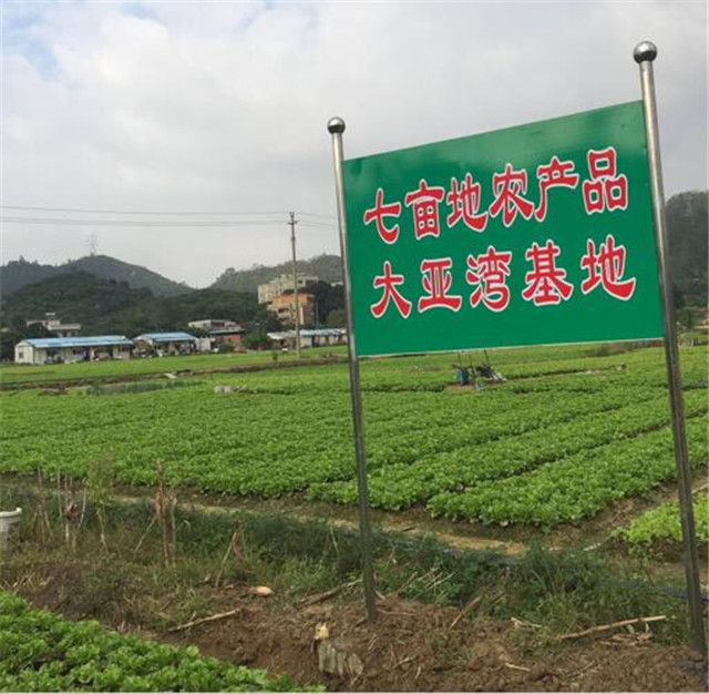 蔬菜種植基地