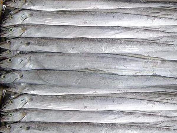 凍帶魚配送