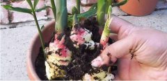 廣州送菜公司教您辣椒地膜覆蓋栽培技術(shù)