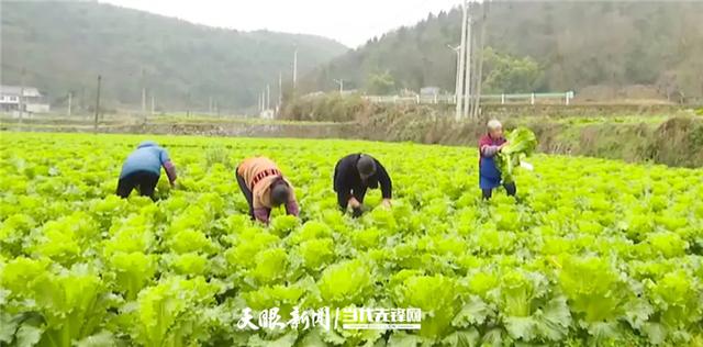 惠州送菜公司了解北京市蔬菜上市量日超2.3萬噸 生活必需品供應穩定貨源充足