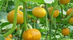 廣州送菜公司了解轉基因大豆油安全嗎？