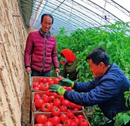 廣州送菜公司了解搭乘滬滇兩地消費幫扶“快車”，期待云南優質蔬菜、中藥材闖出大市場