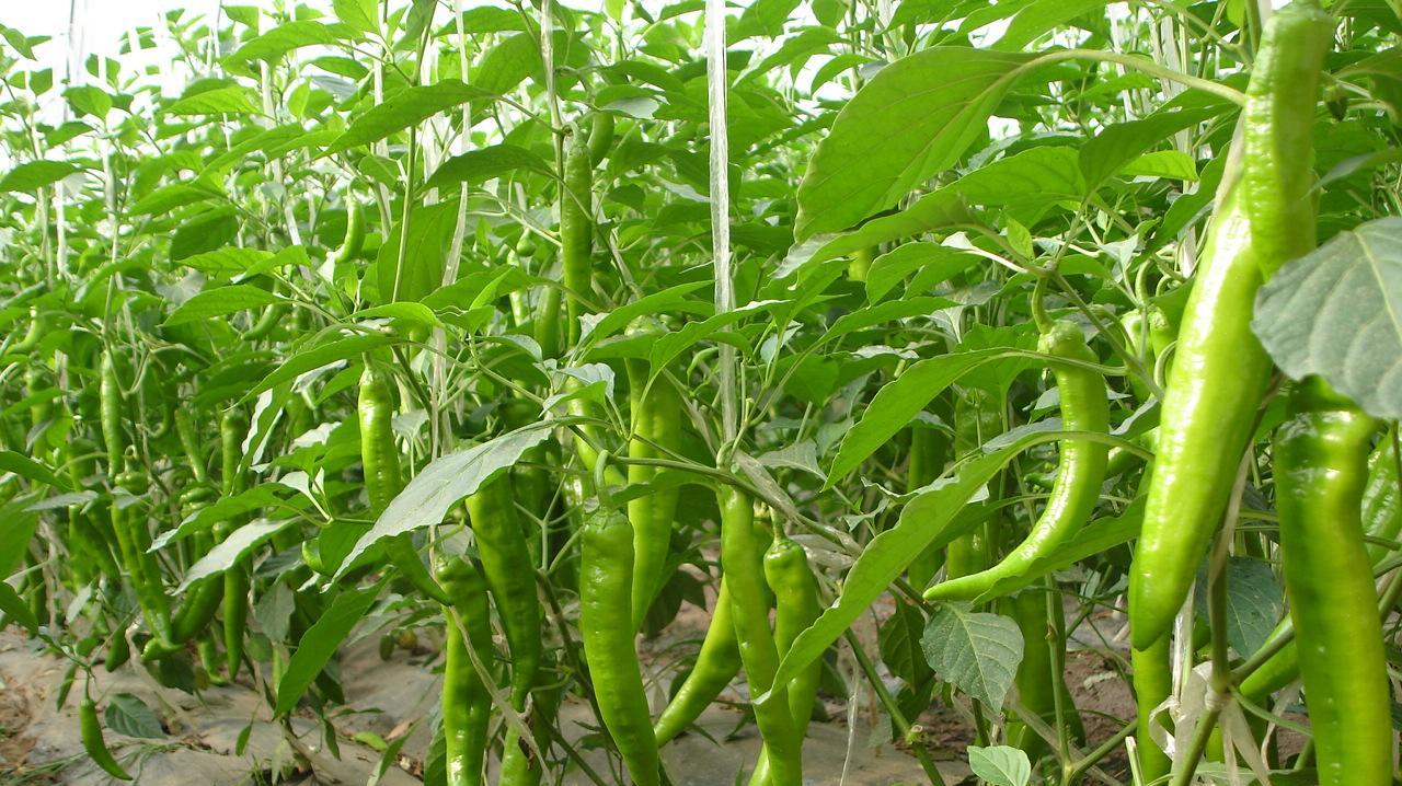 辣椒種植基地