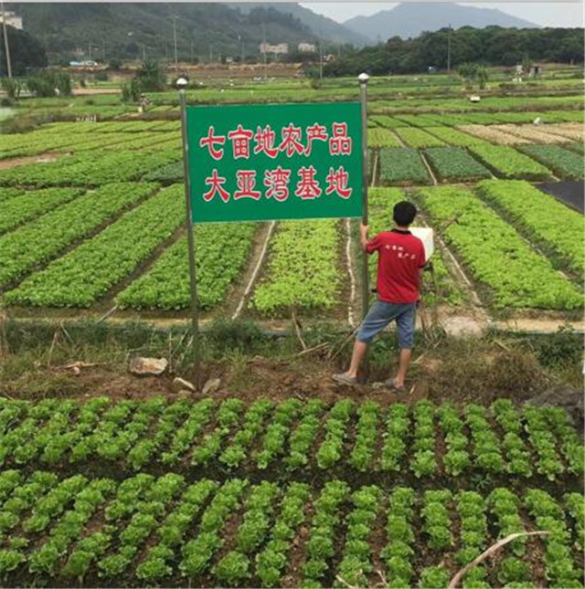 蔬菜種植基地