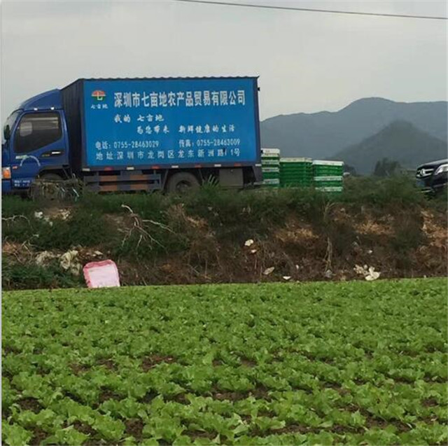 蔬菜種植基地