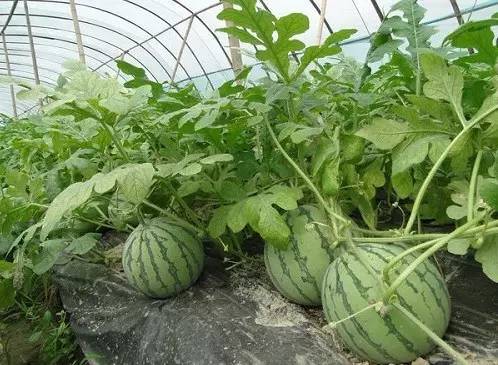 云南西雙版納：瓜果蔬菜種植忙
