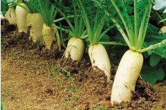 廣州蔬菜批發(fā)教您螺絲菜的種植方法