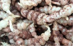 廣州農(nóng)產(chǎn)品配送教您短蔓紅升南瓜種植技術(shù)