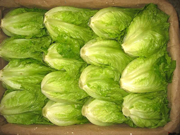 生菜配送