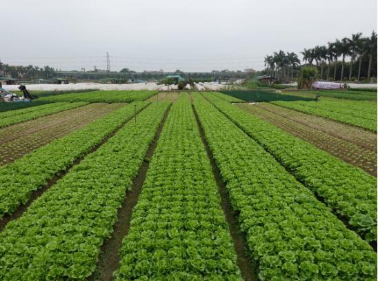 蔬菜種植基地