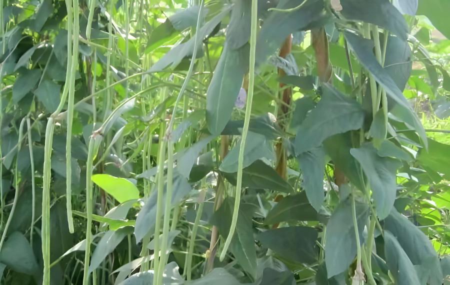 惠州送菜公司蔬菜價格近半年來最低 移栽法讓產量增2成